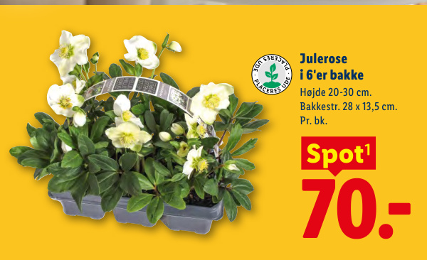 Julerose i 6'er bakke