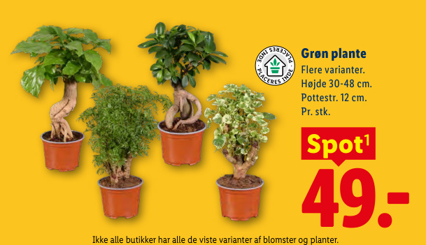 Grøn plante